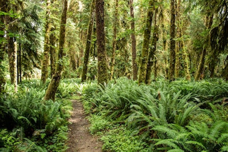 trail-ferns-woods